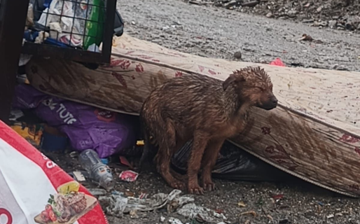 Tiritando de frío: La desgarradora postal del abandono animal en Comodoro
