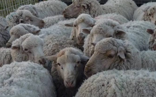 Alerta sanitaria en el sector ovino: preocupación por un brote de sarna que afecta a miles de animales