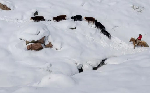 La odisea de un puestero en la cordillera: tardó seis horas en rescatar a sus 18 vacas aisladas por el temporal