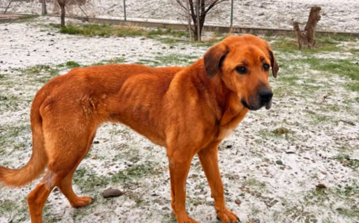 Fue rescatada del maltrato y necesita cuidados especiales: buscan una familia para una perra del Dispensario