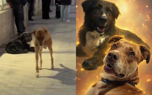 Patitas y Negrito, los reconocidos perros callejeros de Comodoro, fueron adoptados por una vecina