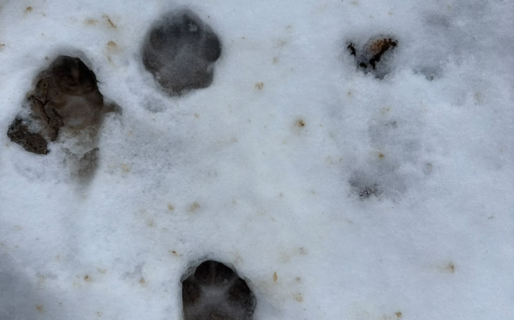 Los felinos se abren paso en la nieve de la zona de Los Molinos