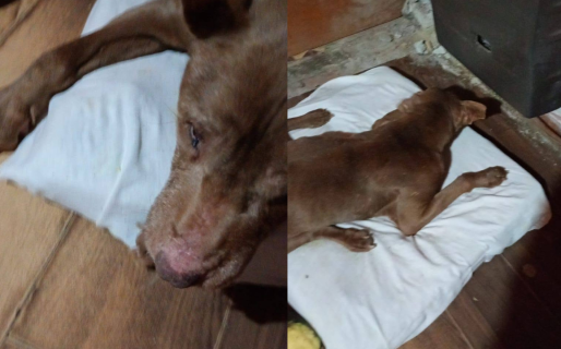 Chocolate sigue luchando por su vida y necesita ayuda para afrontar su tratamiento y una futura operación