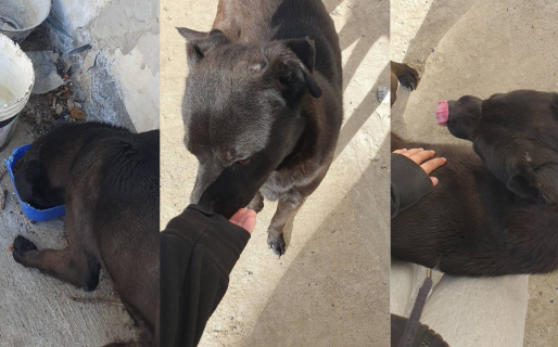 Buscan con urgencia un hogar para un perrito rescatado: «No quiero que vuelva a la calle»