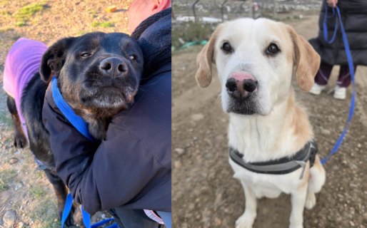 Lanzaron una campaña para reunir mantas y correas para los perros del Dispensario