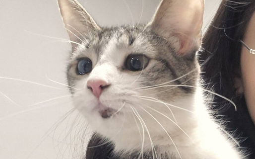 Presurosa búsqueda de una familia para una gatita abandonada en un Centro Odontológico
