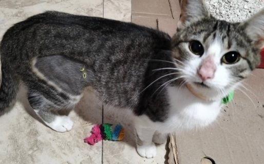 <strong>Popa espera una familia: la historia de la gata rescatada que busca dejar atrás el abandono</strong>