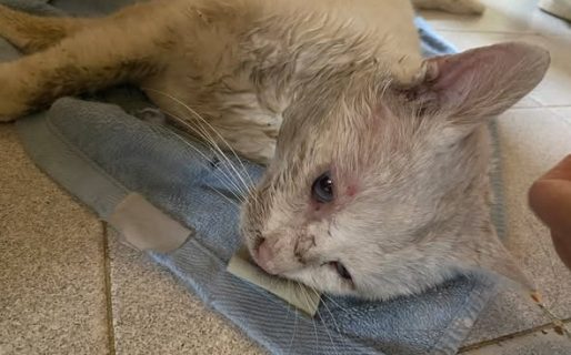 Piden ayuda para un gato que apareció herido y no puede caminar en el barrio San Cayetano