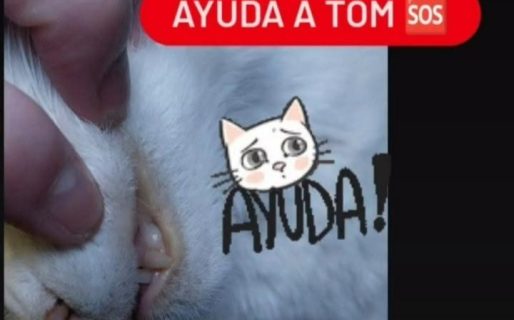 Un gato necesita atención veterinaria urgente y su familia no puede afrontar los costos