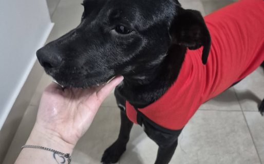 Buscan un hogar para un perro que logró recuperarse tras ser rescatado en malas condiciones