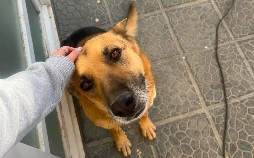Buscan desesperadamente a Peter, un perro que se perdió tras los festejos por la Selección Argentina
