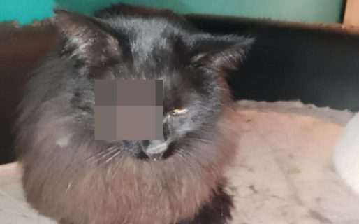 Piden ayuda urgente para salvar a un gatito gravemente herido encontrado en barrio Standard