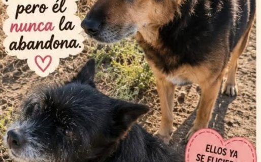 Sacaron las cuchas y una perrita ciega quedó otra vez a la intemperie: piden ayuda urgente en Fracción 15