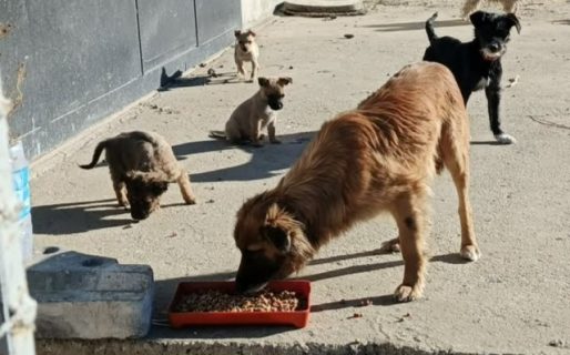 Piden ayuda para una perrita y sus cachorros que permanecen afuera en barrio Los Bretes