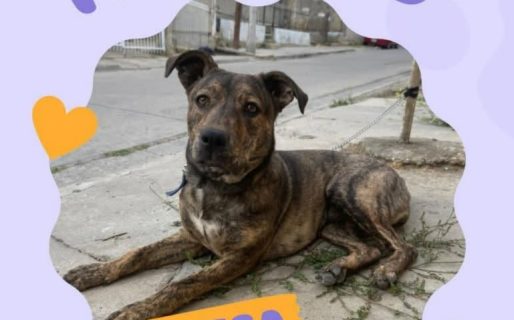 Buscan un hogar de tránsito urgente para Princesa: piden ayuda para que no vuelva a la calle