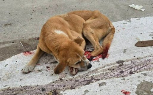 Desesperado pedido de ayuda para un perro anciano que está sangrando y no puede levantarse