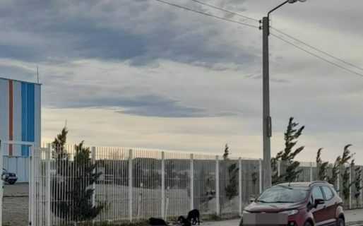 Abandonaron a tres perritos frente al Gimnasio Municipal Nº 4 y piden ayuda para resguardarlos