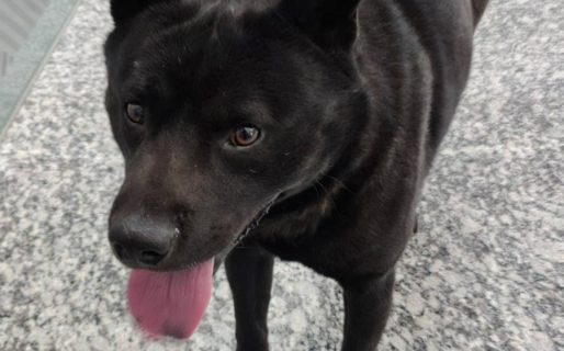 Buscan ayudar a un perrito que apareció asustado en el aeropuerto