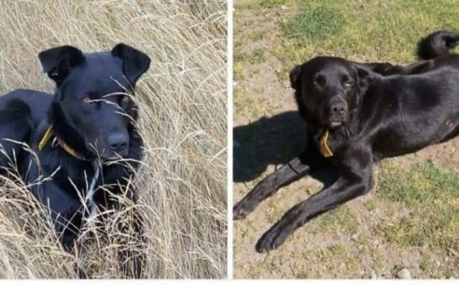 ¿Está en Comodoro? Buscan desesperadamente a Doki, el perro de una familia que perdió todo en un incendio