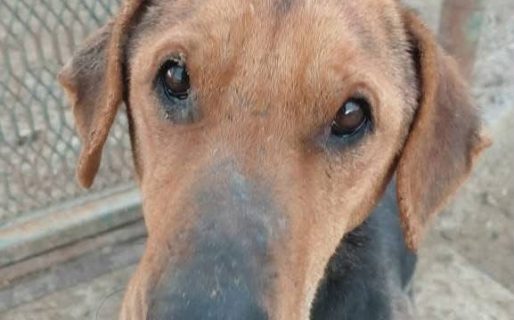 Piden ayuda urgente para rescatar a una perrita herida tras ser atacada por una jauría en Abel Amaya