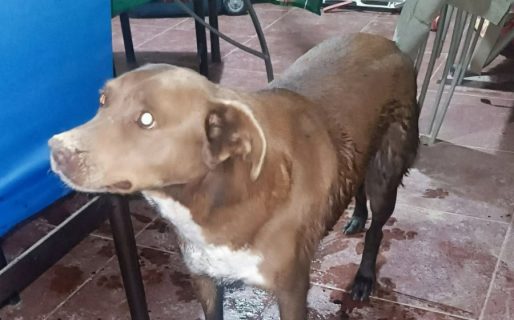 <strong>Buscan con urgencia un hogar para una perrita que fue abandonada y hoy espera una segunda oportunidad</strong>