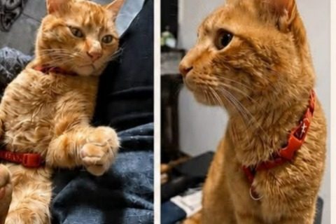 Buscan intensamente a «Mandarino», un gato que desapareció en el barrio Jorge Newbery