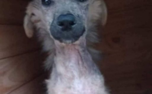 Buscan un hogar para «Solcito», una perrita rescatada que lucha por una segunda oportunidad