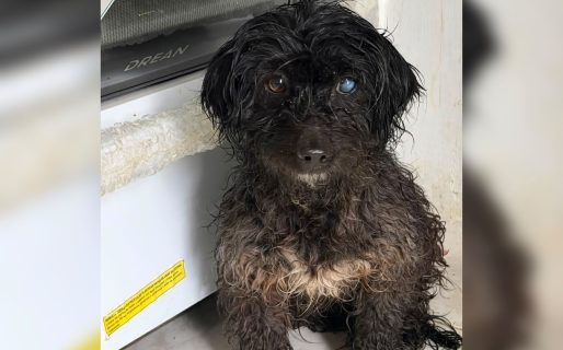 Rescataron a un perro que temblaba de frío bajo la lluvia y buscan adopción responsable
