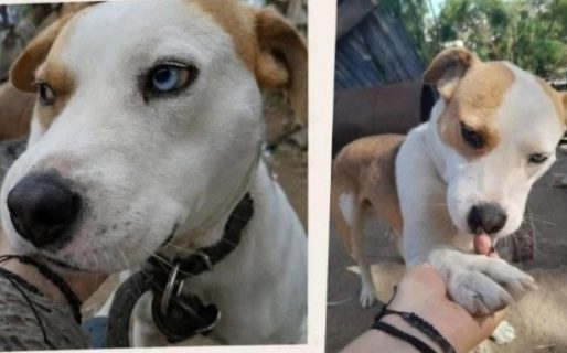 Toddy busca una familia: un perro noble y cariñoso espera ser adoptado