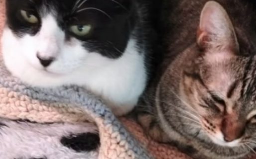 Piden ayuda para comprar arena sanitaria para gatos rescatados en Comodoro