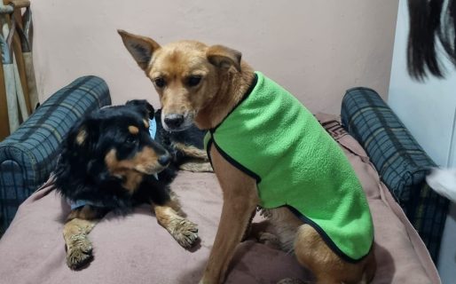 Coqui y Rubia, las perras rescatadas de Sismográfica, encontraron un hogar para siempre