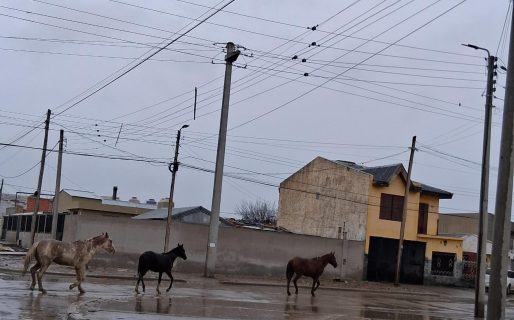 <strong>Preocupación por la presencia de caballos sueltos en dos barrios de la ciudad</strong>
