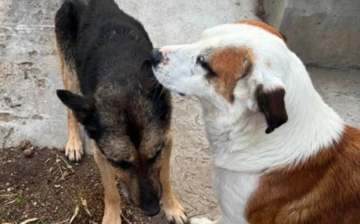 <strong>Buscan un hogar para dos perros abandonados en el barrio 13 de Diciembre</strong>