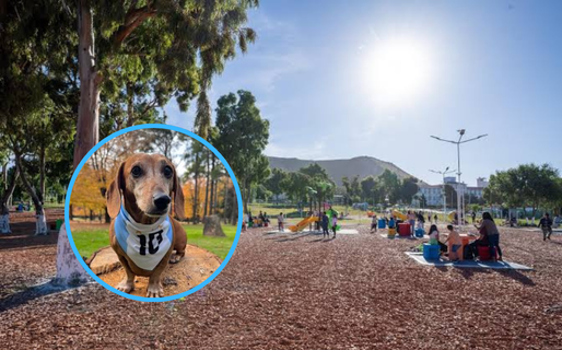 Salchi Banderazo: convocan a un encuentro de perros salchicha