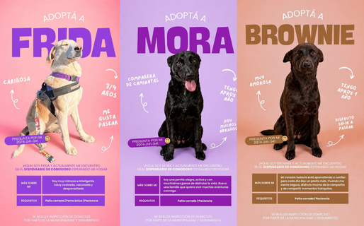 El invierno llegó y los perros del dispensario de Comodoro siguen esperando una oportunidad