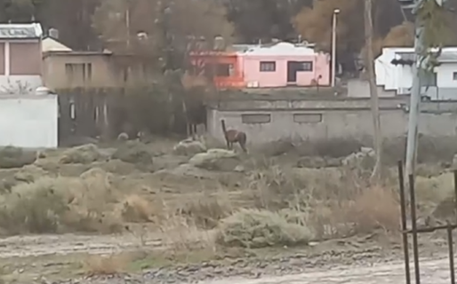 La inesperada visita que recibió Manantial Rosales: un guanaco sorprendió a los vecinos