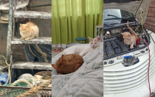 Los gatos que llegaron en barco a Comodoro fueron adoptados
