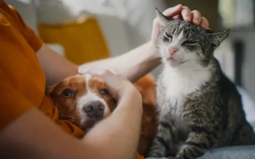 Lanzan una jornada solidaria de adopción para que perros y gatos encuentren un hogar