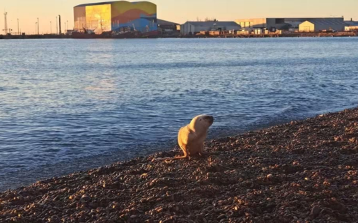Apareció un pequeño lobo marino en la costa: recomendaciones y pautas a seguir