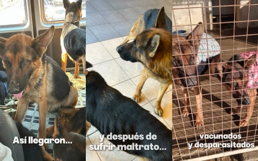 Cuatro ovejeros rescatados del maltrato se recuperan en el Dispensario de Comodoro
