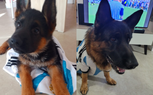 De cachorro a gigante: el impresionante cambio del ovejero comodorense de un Mundial al otro