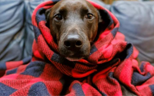 Frente a la helada histórica, recomiendan comida tibia y refugio para las mascotas