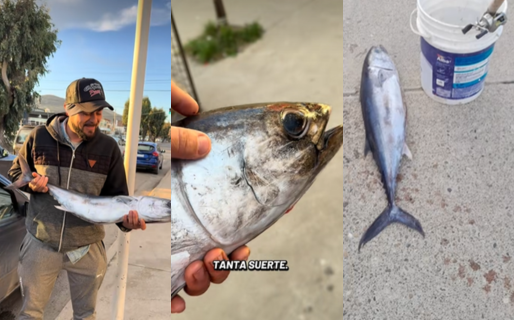 Captura en la costa: pescaba en solitario y se llevó un ejemplar de más de 5 kilos en Rada Tilly