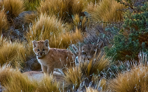 Soledad, la cachorra puma que enfrenta su primer invierno en la estepa patagónica