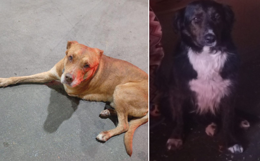 La nueva vida del tres patas y su compañero negro: los adoptaron y ahora duermen en un lugar calentito todas las noches