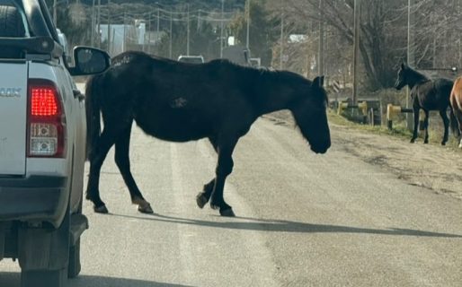 Caballos sueltos generan preocupación en el Roque González