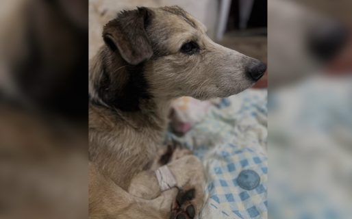 Excelentes noticias para Nico: evoluciona favorablemente y podría recibir el alta