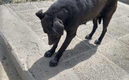 Buscan ayuda para una perrita golpeada a la que le quitaron sus cachorros en el barrio San Martín