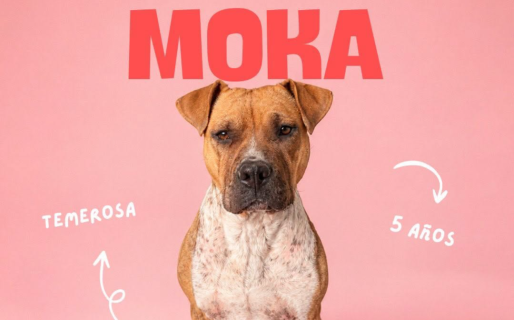 Moka tiene paseos, cariño y una esperanza: encontrar una familia