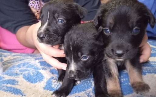 <strong>Piden ayuda para atender y encontrar hogar a siete cachorros de tres semanas en Comodoro</strong>